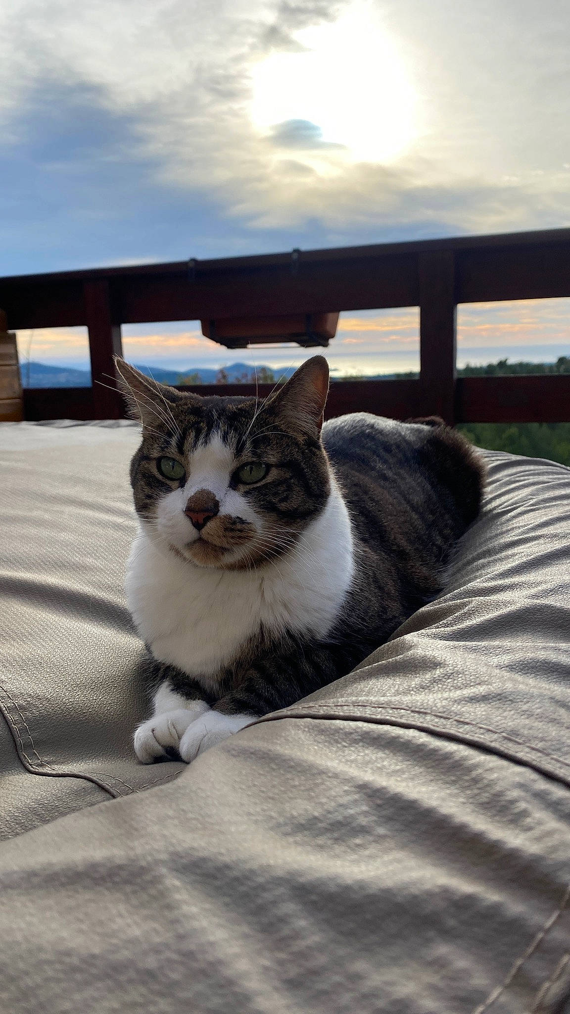 Oscar a rejoint le concours — aidez-le/la à gagner de superbes lots ! carnivore, cat, cloud, comfort, domestic_short_haired_cat, eye, felidae, fur, grass, grey, plant, roof, sky, small_to_medium_sized_cats, snout, tail, tree, whiskers, window, wood