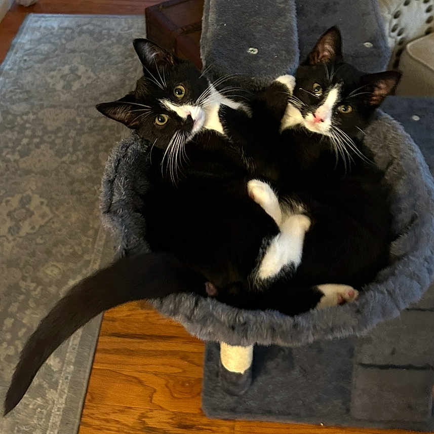 Loki And Enki joined the competition — help win amazing prizes! animal, black_and_white, cat, cat_tree, companions, cozy, curled_up, cute, feline, fur, home, indoor, pets, resting, rug, tuxedo_cat, two_cats, whiskers, wide_eyes, wooden_floor