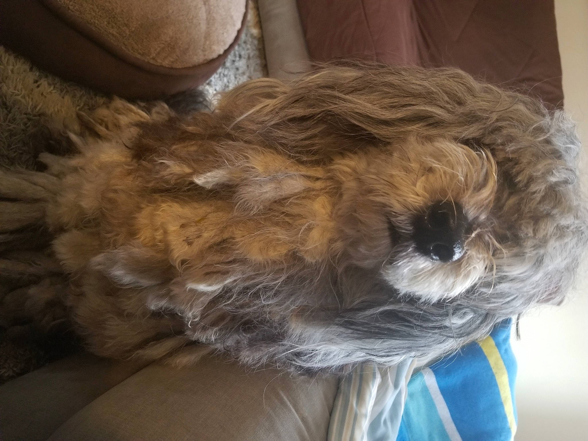 Maddie joined the competition — help win amazing prizes! carnivore, collar, companion_dog, dog, dog_breed, dog_collar, dog_supply, fawn, fur, hair, liver, pet_supply, small_terrier, snout, sporting_group, tail, terrier, toy_dog, whiskers, working_animal