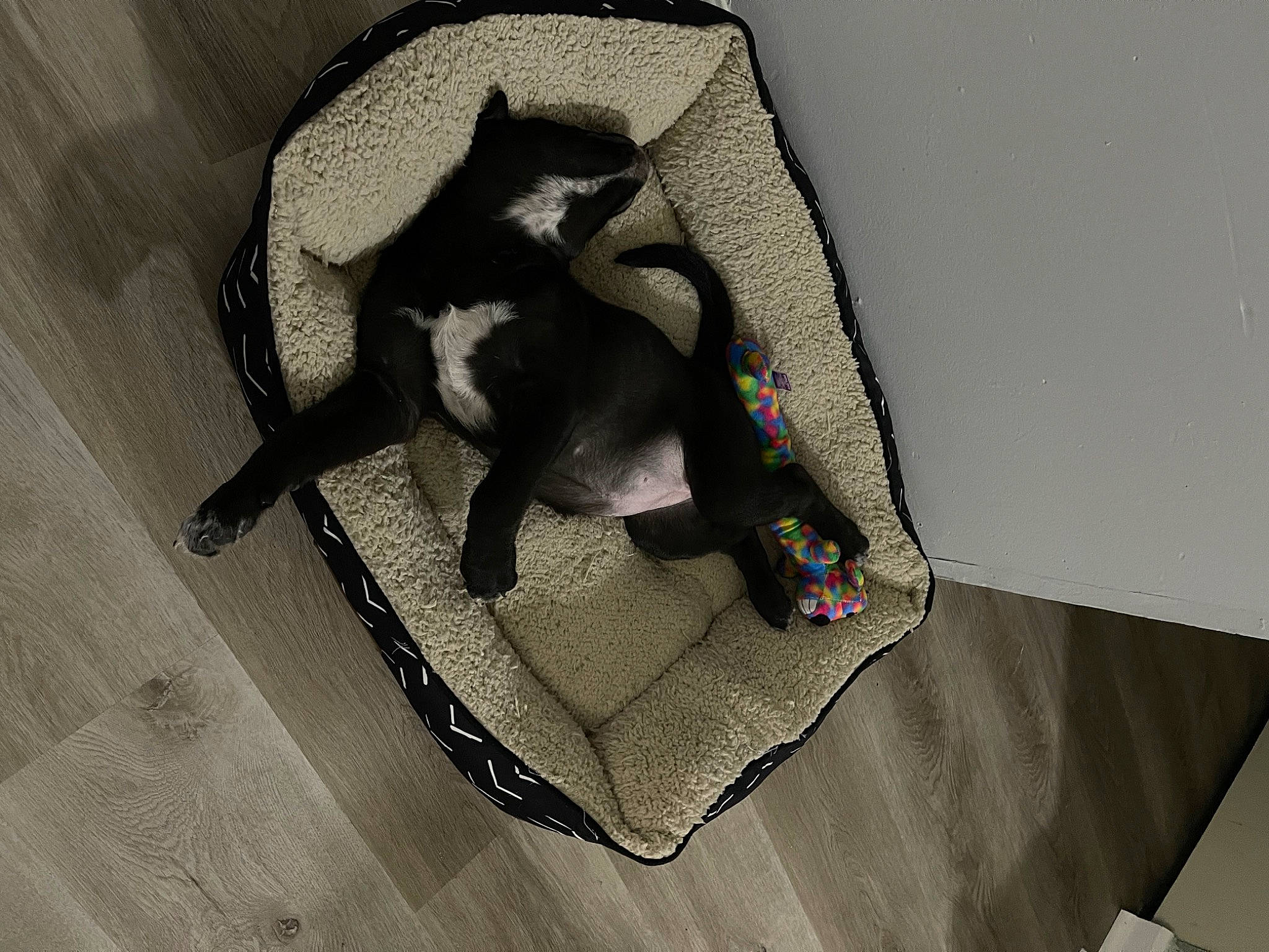 Sky joined the competition — help win amazing prizes! bag, canidae, carnivore, comfort, companion_dog, dog_breed, dog_supply, fawn, felidae, flooring, grey, hardwood, linens, pet_supply, room, sporting_group, tail, terrestrial_animal, wood, working_animal