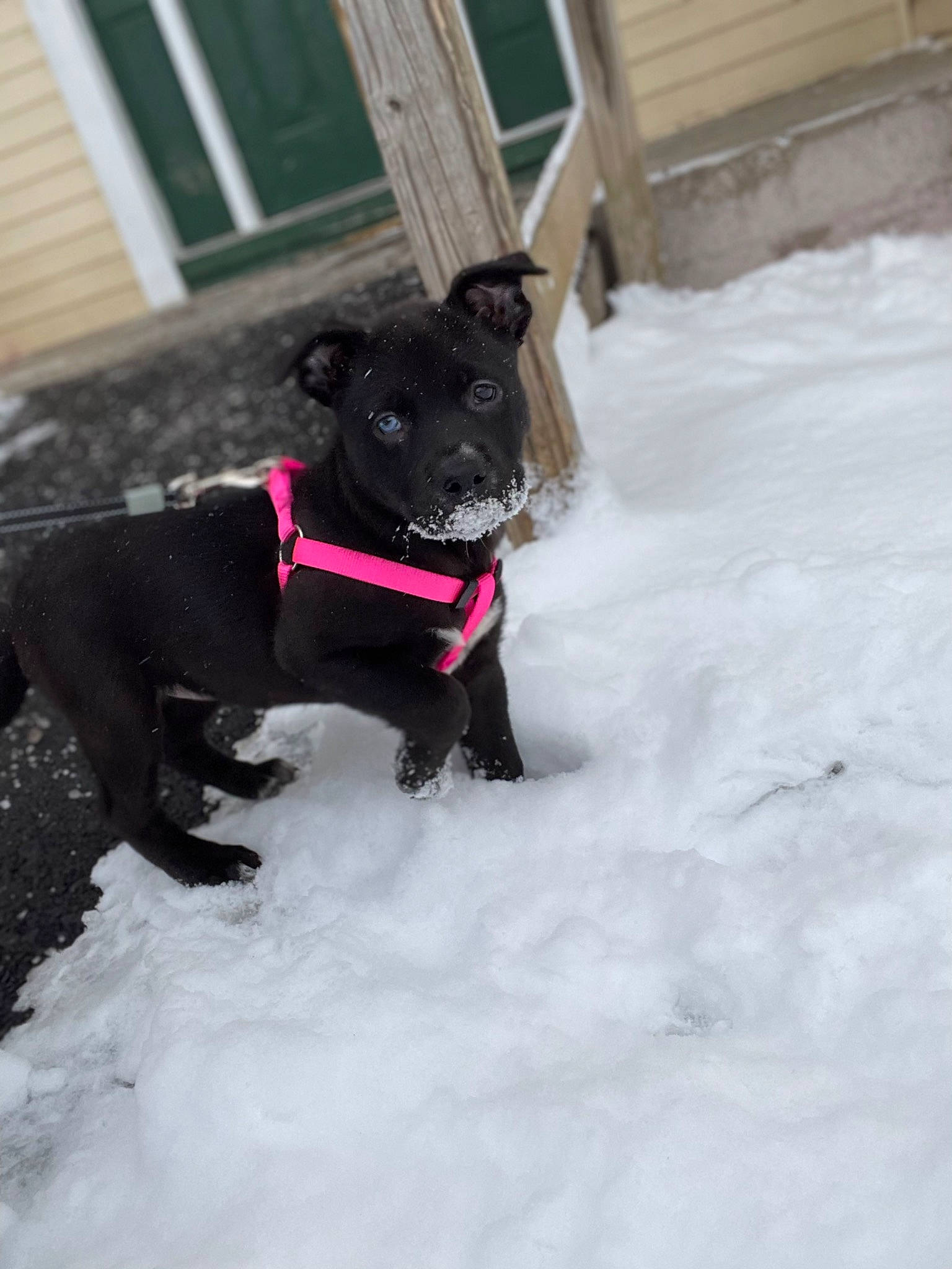 Sky is registered to the contest to win money with this photo: borador, carnivore, collar, companion_dog, dog, dog_breed, dog_collar, dog_supply, fur, guard_dog, leash, pet_supply, snout, snow, sporting_group, tail, whiskers, window, winter, working_animal