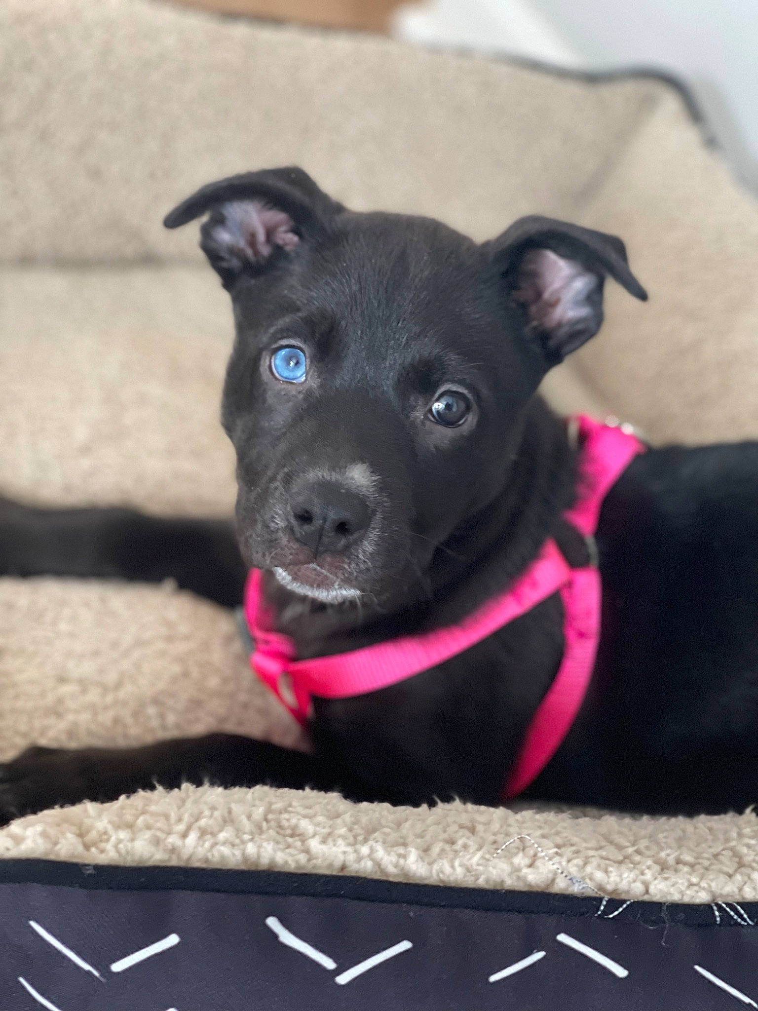 Sky is registered to the contest to win money with this photo: borador, canidae, carnivore, collar, companion_dog, dog, dog_breed, dog_collar, dog_supply, electric_blue, fashion_accessory, leash, magenta, non_sporting_group, pet_supply, snout, sporting_group, terrier, whiskers, working_animal