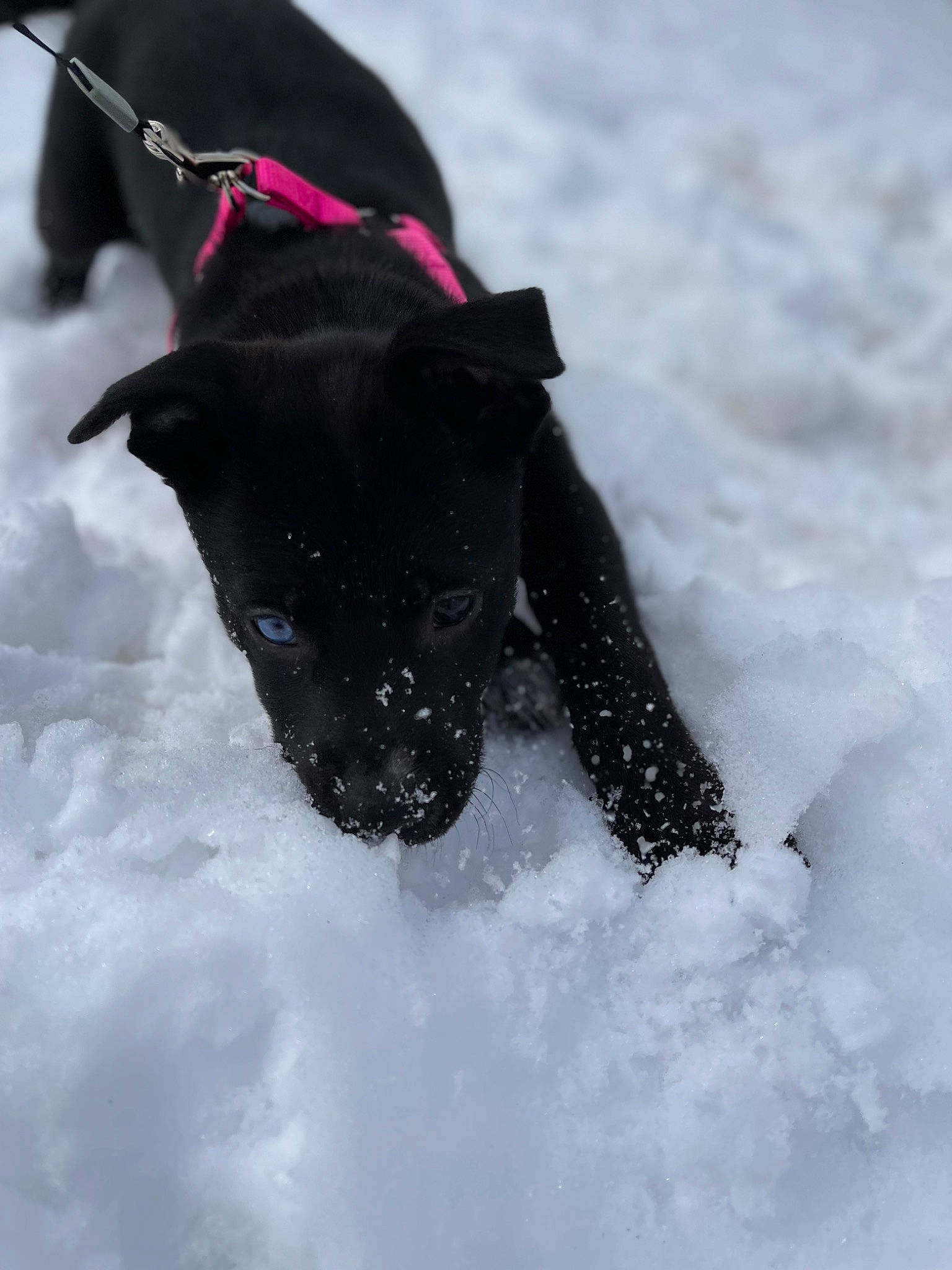 Sky joined the competition — help win amazing prizes! canidae, carmine, carnivore, collar, dog, dog_breed, dog_collar, dog_supply, event, freezing, fur, guard_dog, pet_supply, precipitation, snout, snow, sporting_group, tail, winter, working_animal