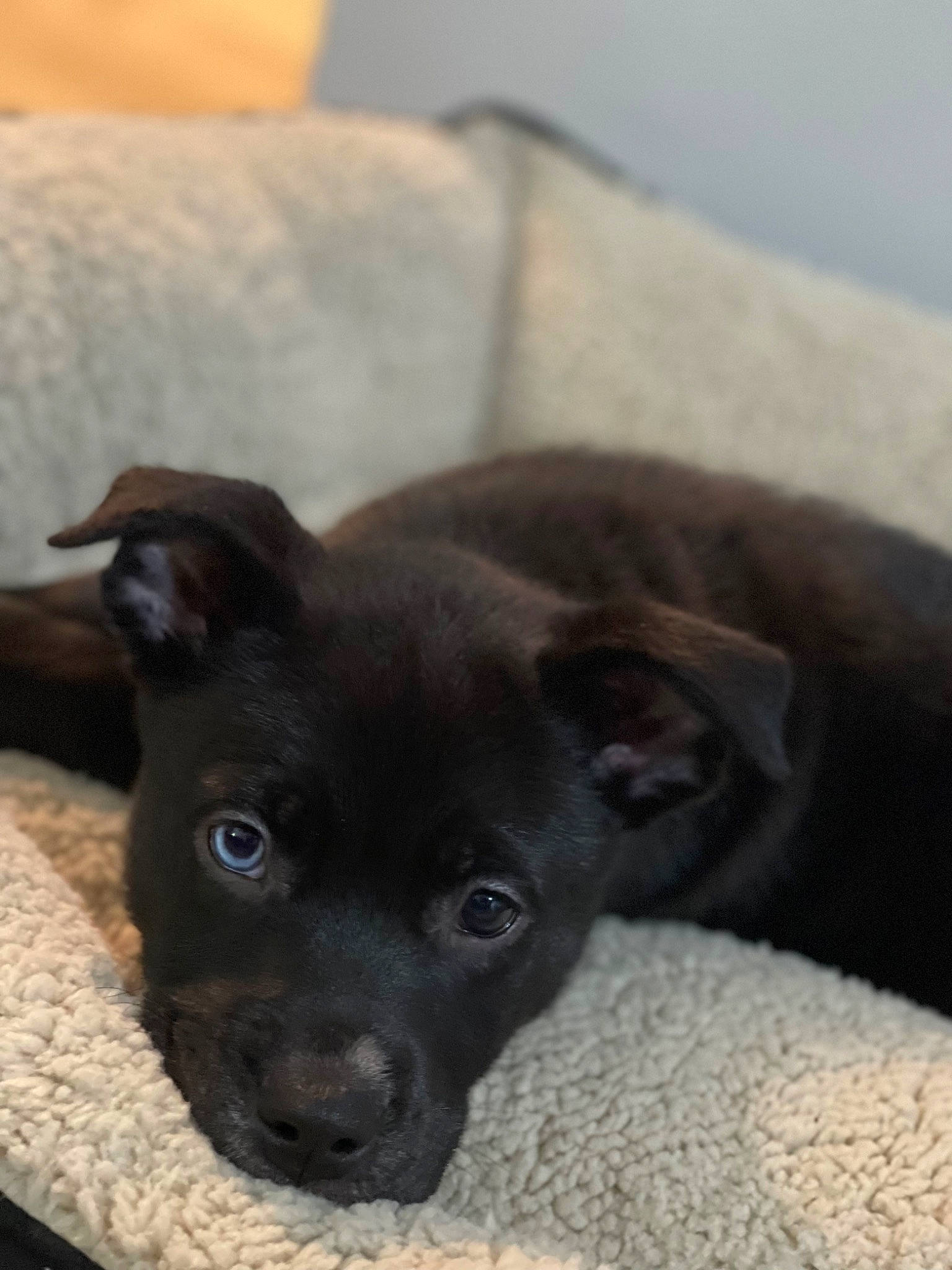 Sky is registered to the contest to win money with this photo: canidae, carnivore, chihuahua, comfort, companion_dog, dog, dog_breed, ear, fawn, felidae, fur, liver, non_sporting_group, puppy, snout, sporting_group, terrestrial_animal, toy_dog, whiskers, working_animal