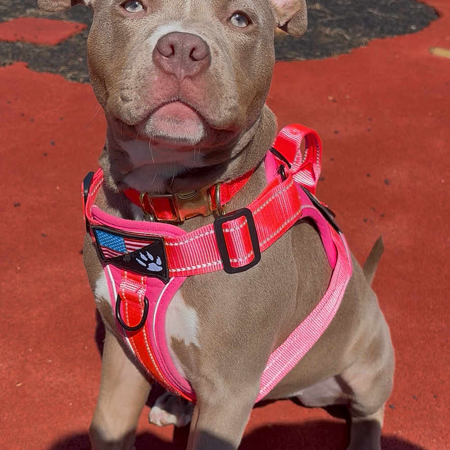 Rhaenyra participe au concours pour gagner de l'argent avec cette photo : dog, puppy, pink_harness, outdoor, sunlight, red_track, grass, pet, animal, canine, sitting, looking_up, short_fur, ears, collar, daylight, playful, cute, young_dog, sporty