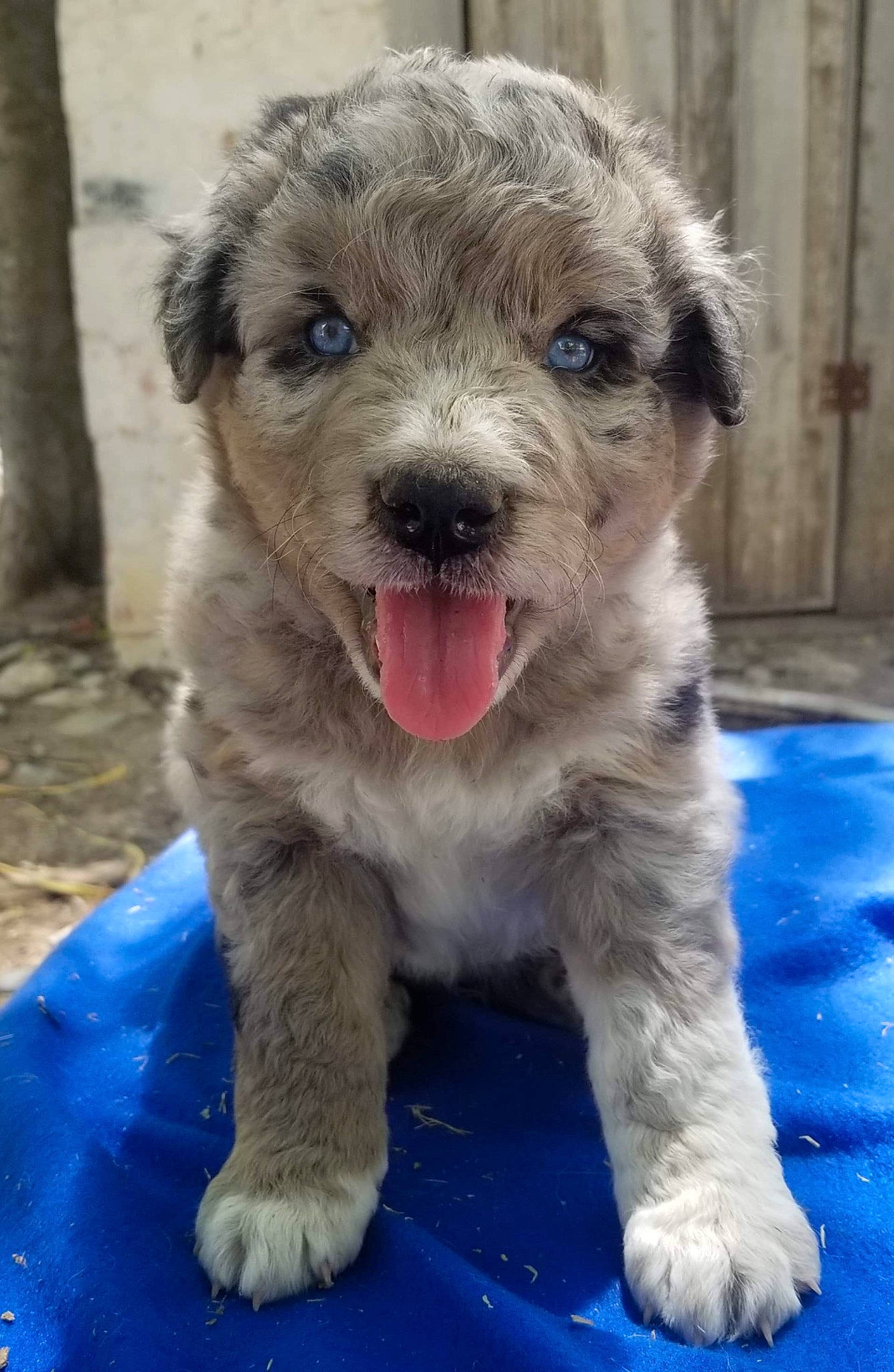 Tripp is registered to the contest to win money with this photo: canidae, carnivore, companion_dog, dog, dog_breed, fang, fur, small_terrier, snout, sporting_group, terrestrial_animal, terrier, toy_dog, working_animal, working_terrier