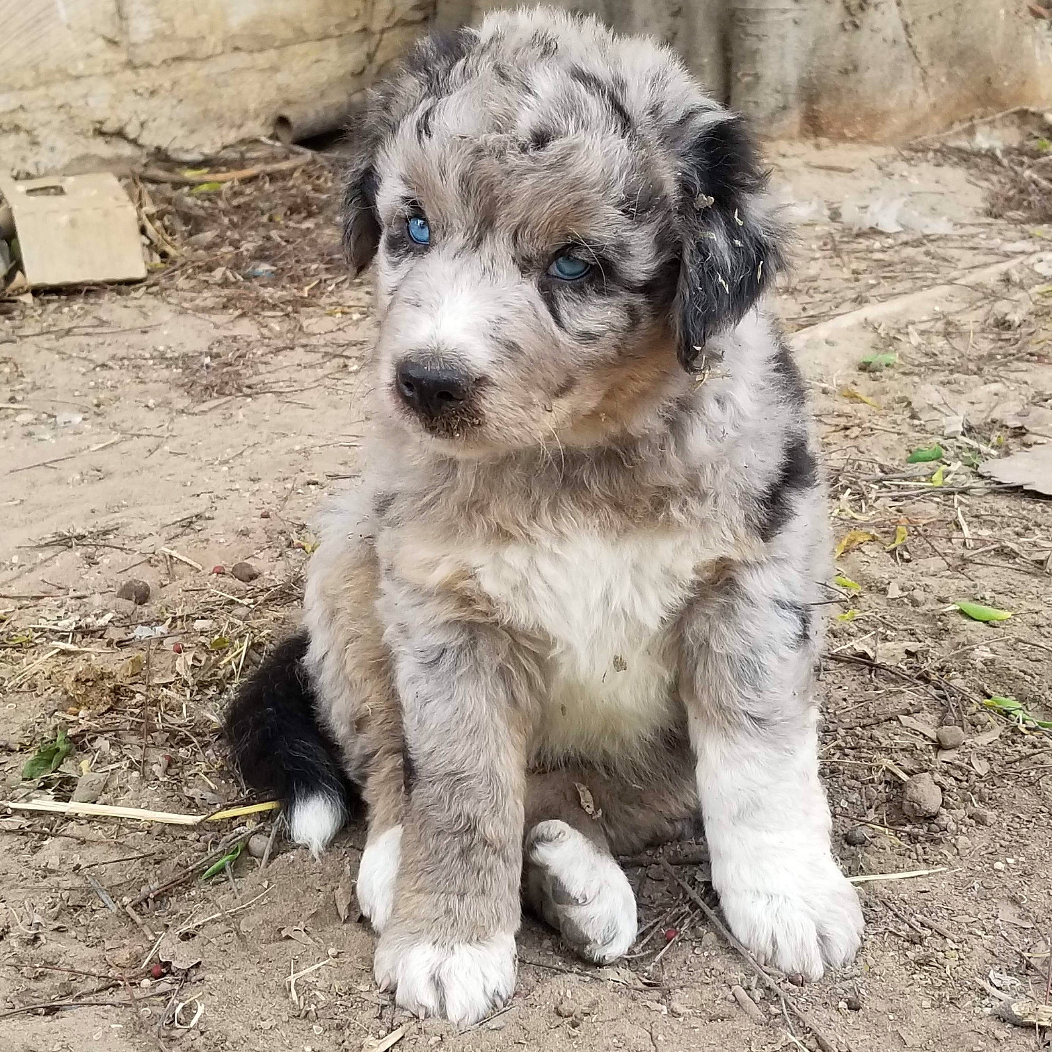 Tripp joined the competition — help win amazing prizes! canidae, carnivore, companion_dog, dog, dog_breed, fur, puppy, small_terrier, snout, soil, sporting_group, street_dog, terrestrial_animal, terrier, toy_dog, water_dog, working_animal