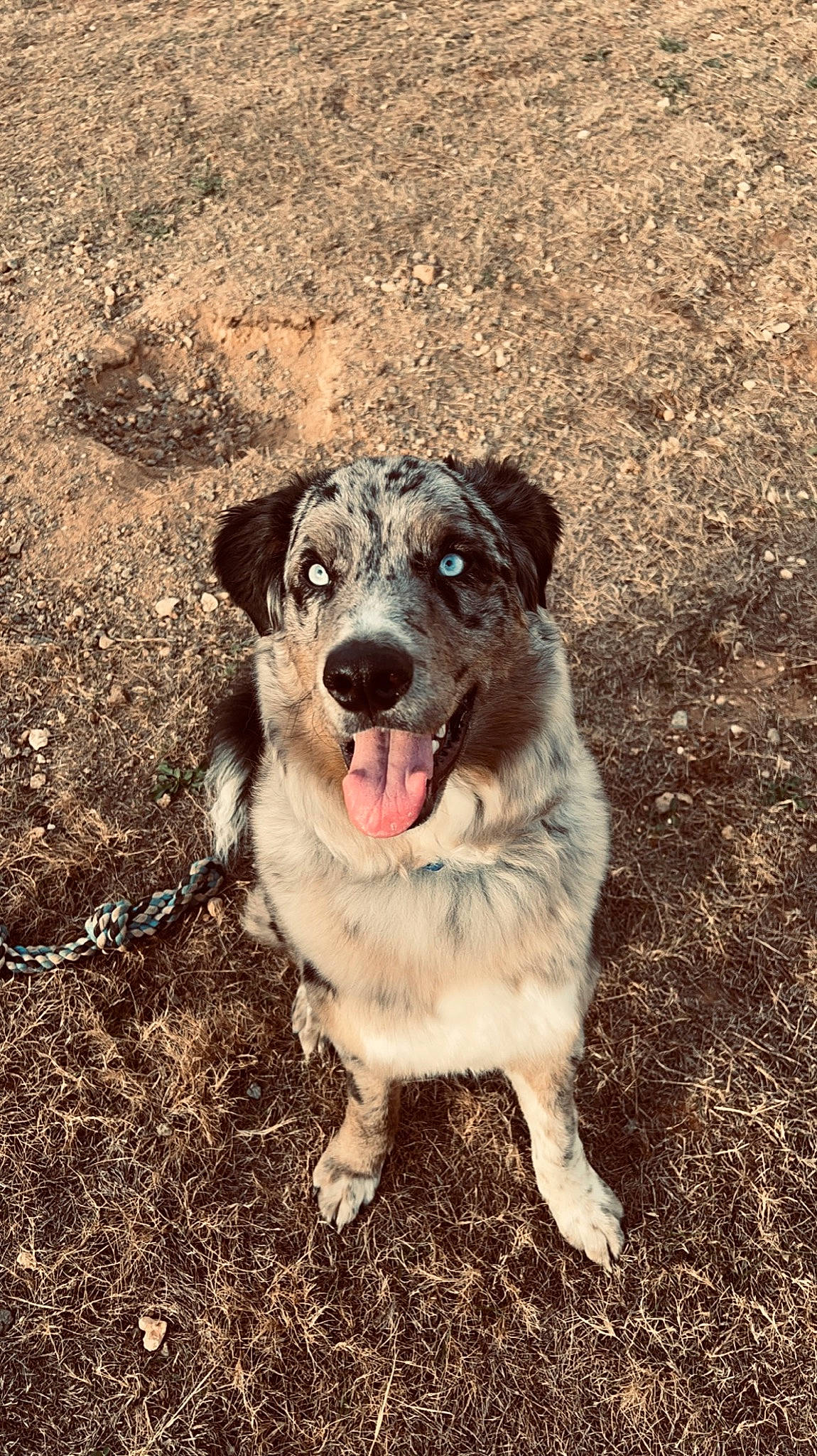 Tripp joined the competition — help win amazing prizes! carnivore, companion_dog, dog, dog_breed, grass, plant, soil, terrestrial_animal, whiskers, working_dog