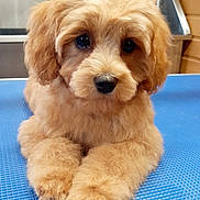 Lucy is registered to the contest to win money with this photo: adorable, animal, blue_background, brown, closeup, cute, dog, ears, face, fluffy, fur, indoor, laying, looking, nose, paws, pet, portrait, puppy, young