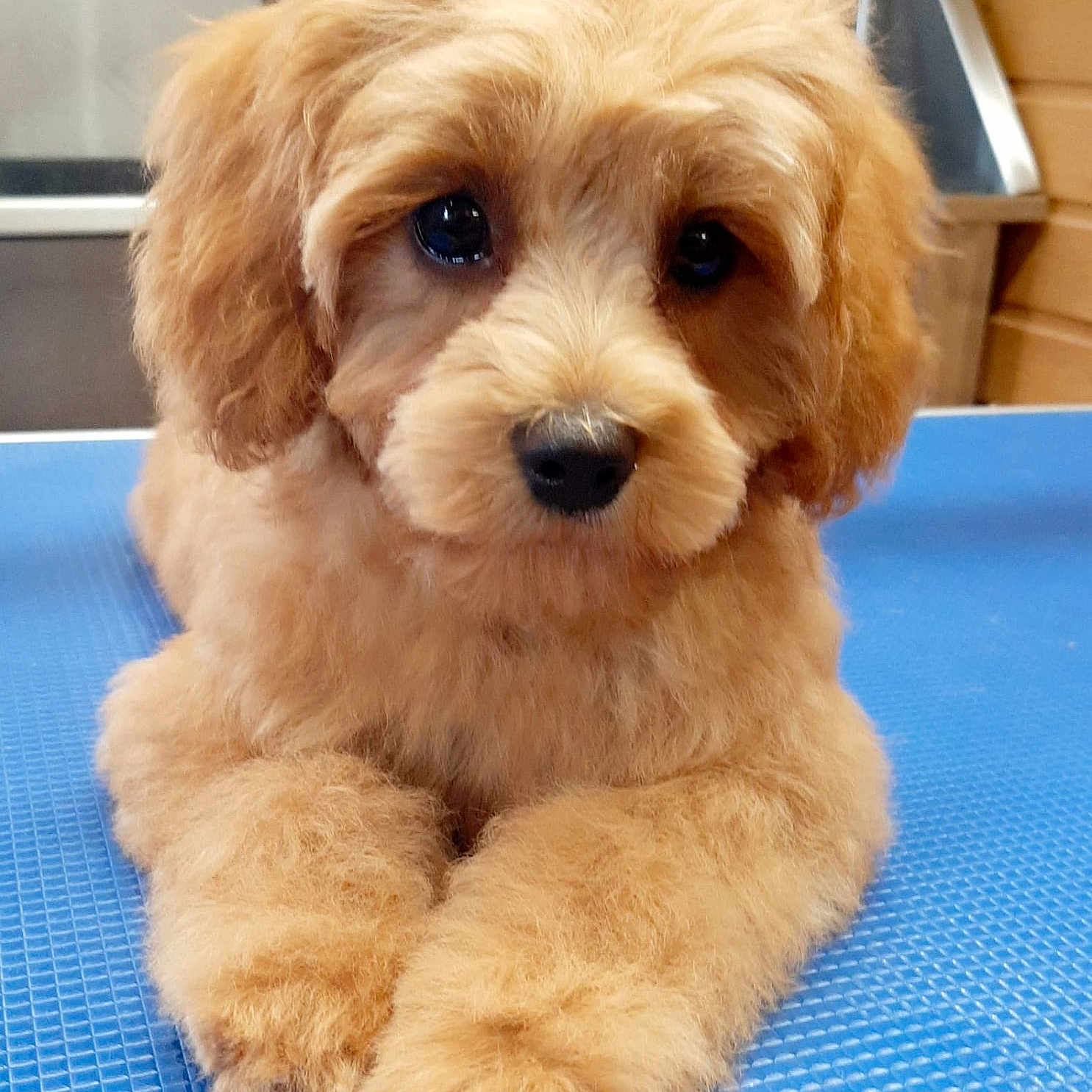 Lucy is registered to the contest to win money with this photo: adorable, animal, blue_background, brown, closeup, cute, dog, ears, face, fluffy, fur, indoor, laying, looking, nose, paws, pet, portrait, puppy, young