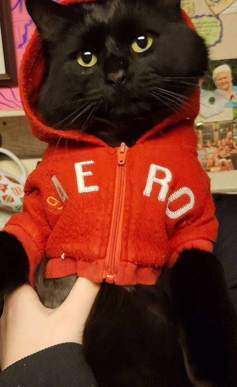 Bagheera joined the competition — help win amazing prizes! animal, apparel, background_photos, black_cat, cat, close_up, clothing, cozy, cute, domestic_animal, expression, face, feline, hand, holding, hoodie, indoor, pet, portrait, yellow_eyes