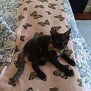 Bagheera joined the competition — help win amazing prizes! kitten, cat, black_cat, bow_tie, blanket, butterfly_pattern, bed, floral_pattern, indoor, pet, animal, cute, resting, feline, cozy, domestic, fur, small_animal, lying_down, soft_texture