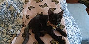 Bagheera joined the competition — help win amazing prizes! kitten, cat, black_cat, bow_tie, blanket, butterfly_pattern, bed, floral_pattern, indoor, pet, animal, cute, resting, feline, cozy, domestic, fur, small_animal, lying_down, soft_texture