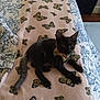 kitten, cat, black_cat, bow_tie, blanket, butterfly_pattern, bed, floral_pattern, indoor, pet, animal, cute, resting, feline, cozy, domestic, fur, small_animal, lying_down, soft_texture