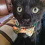 Bagheera is registered to the contest to win money with this photo: cat, black_cat, bow_tie, close_up, pet, indoor, animal, wide_eyes, cute, feline, collar, plaid, domestic_cat, fur, whiskers, curious, face, head, blurred_background, couch