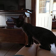 Bagheera joined the competition — help win amazing prizes! black_cat, kitten, legs, indoor, television, dvd_stack, wooden_shelf, door, star_decoration, tile_floor, person, curious, pet, animal, furniture, home, light, shadow, sitting, young_cat