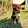puppy, dog, brown, white, fur, outdoor, grass, sunlight, nature, young, pet, animal, cute, portrait, sitting, ears, nose, eyes, daylight, background_blur