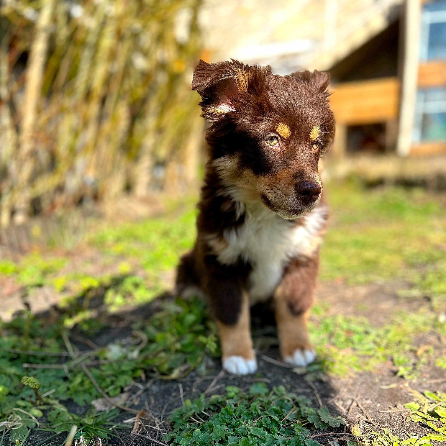 Vox participe au concours pour gagner de l'argent avec cette photo : animal, background_blur, brown, cute, daylight, dog, ears, eyes, fur, grass, nature, nose, outdoor, pet, portrait, puppy, sitting, sunlight, white, young