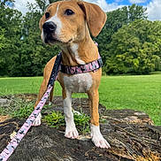 Kara is registered to the contest to win money with this photo: dog, puppy, animal, pet, outdoor, park, meadow, grass, trees, sky, clouds, tree_stump, leash, collar, harness, brown_and_white, standing, portrait, nature, sunlight