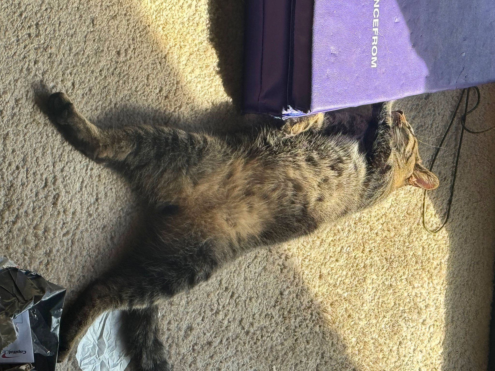 Tiger is registered to the contest to win money with this photo: asphalt, carnivore, cat, claw, domestic_short_haired_cat, felidae, flooring, fur, grey, human_leg, paw, road_surface, shadow, small_to_medium_sized_cats, snout, sporting_group, tail, tints_and_shades, whiskers, wood