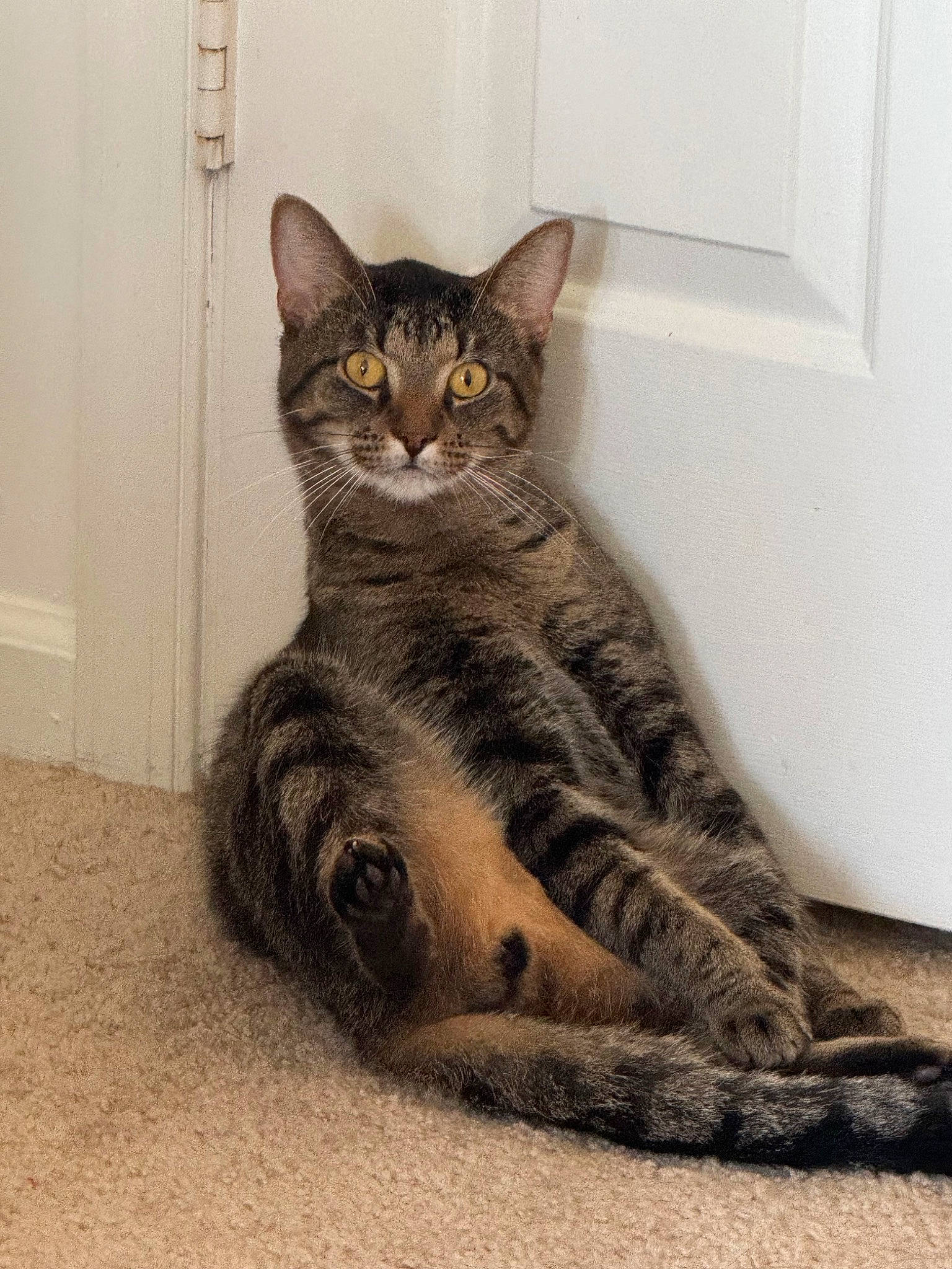 Tiger is registered to the contest to win money with this photo: carnivore, cat, cat_supply, claw, comfort, domestic_short_haired_cat, felidae, fur, grey, paw, sitting, small_to_medium_sized_cats, snout, tail, terrestrial_animal, whiskers