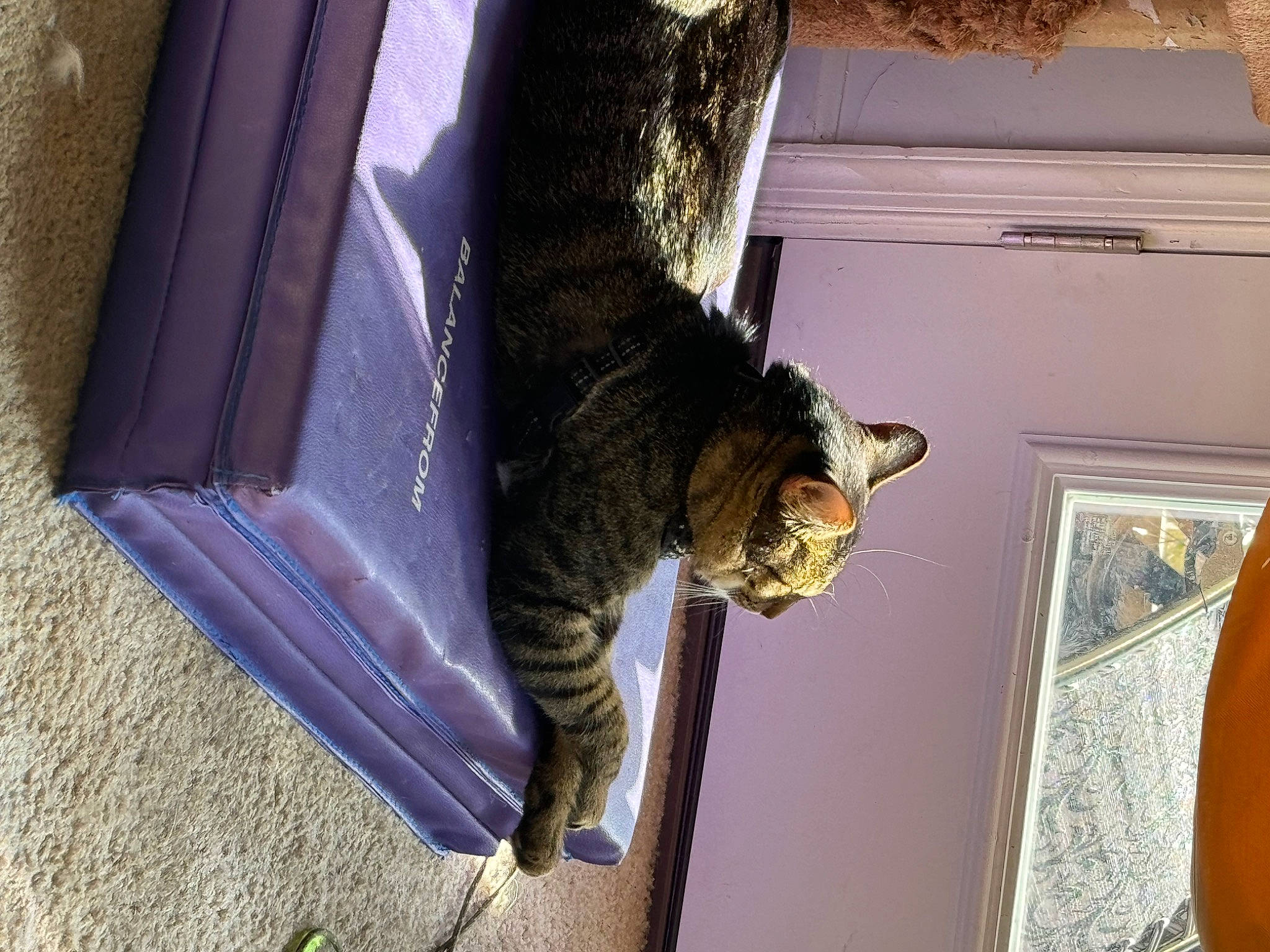 Tiger is registered to the contest to win money with this photo: carnivore, cat, domestic_short_haired_cat, door, felidae, fur, paw, small_to_medium_sized_cats, snout, tail, whiskers, window, wood