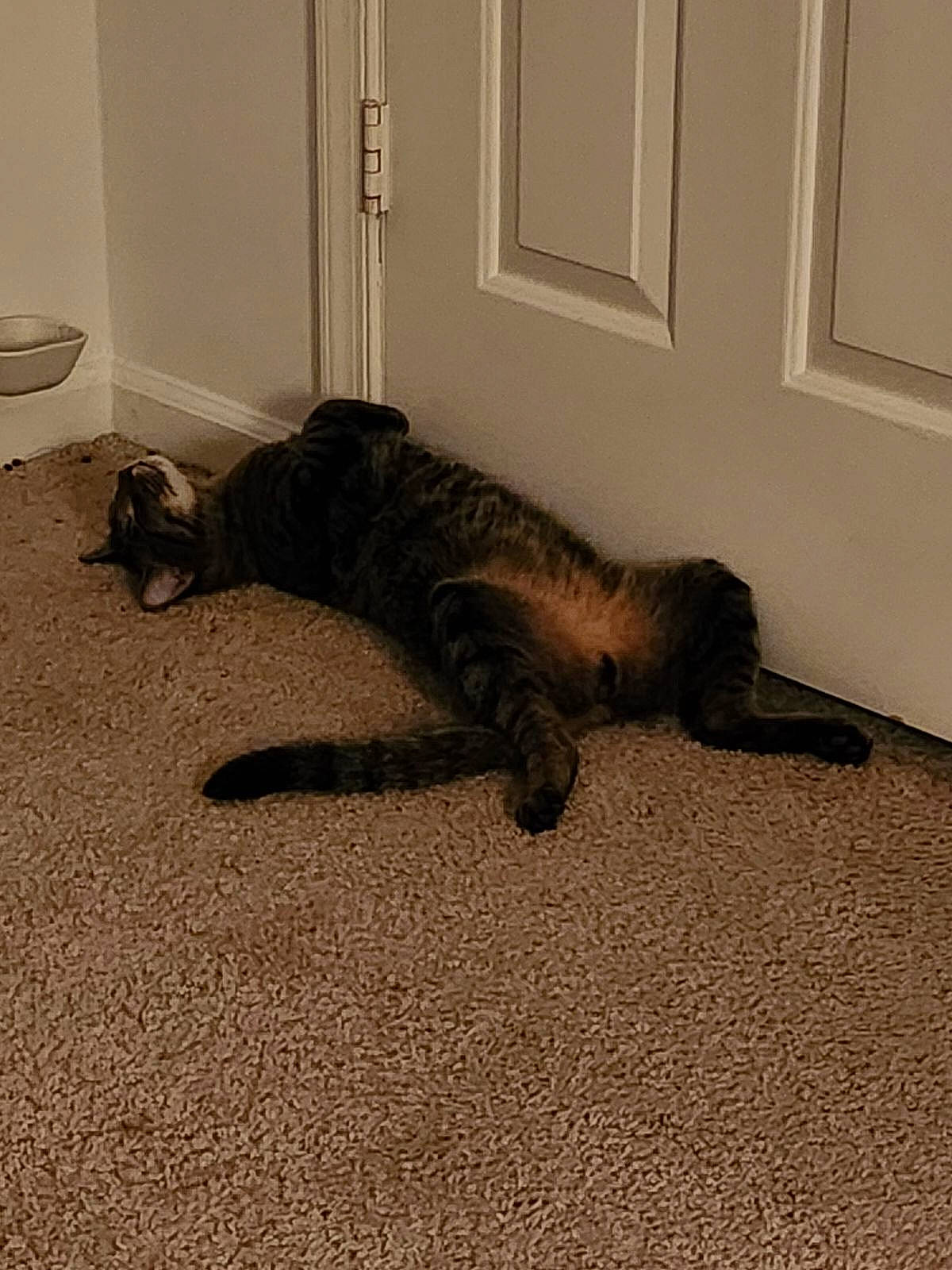 Tiger is registered to the contest to win money with this photo: canidae, carnivore, cat, comfort, dog_breed, domestic_short_haired_cat, door, felidae, floor, flooring, fur, grey, hardwood, mammal, small_to_medium_sized_cats, snout, tail, terrestrial_animal, whiskers, wood