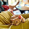 animal, cat, close_up, comfort, cozy, cute, domestic_animal, feline, fur, indoor, kitten, nap, peaceful, pet, relaxation, resting, sleeping, soft_texture, warm_lighting, yellow_blanket