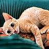 animal, arm, cat, closeup, couch, cozy, curious, cute, domestic_animal, ears, feline, fur, furniture, indoor, lying_down, orange_tabby, pet, relaxed, tattoo, whiskers