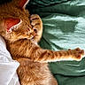 Oliver participe au concours pour gagner de l'argent avec cette photo : animal, blanket, cat, closeup, comfort, cozy, cute, domestic_cat, feline, fur, ginger_cat, indoor, nap, paw, pet, relaxing, resting, sleeping, soft_light, whiskers