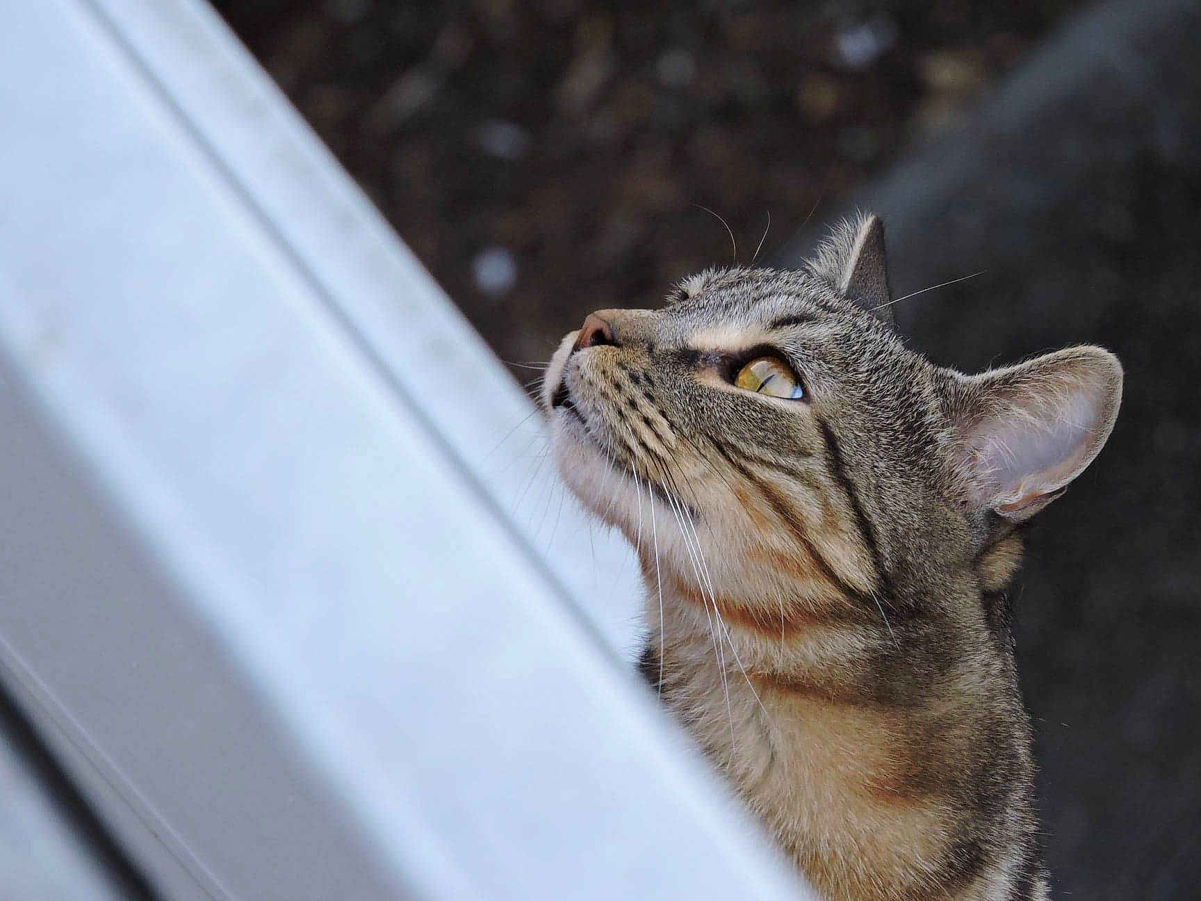 Cassis a rejoint le concours — aidez-le/la à gagner de superbes lots ! aegean_cat, american_shorthair, asian, carnivore, cat, chausie, domestic_short_haired_cat, dragon_li, european_shorthair, eye, felidae, mammal, ocicat, small_to_medium_sized_cats, snout, tabby_cat, whiskers, wild_cat, wildlife, window