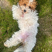 Coco is registered to the contest to win money with this photo: dog, grass, outdoor, pet, fluffy, lying_down, cute, animal, fur, playful, relaxed, nature, canine, paw, brown, white, adorable, summer, sunlight, happy