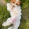 dog, grass, outdoor, pet, fluffy, lying_down, cute, animal, fur, playful, relaxed, nature, canine, paw, brown, white, adorable, summer, sunlight, happy