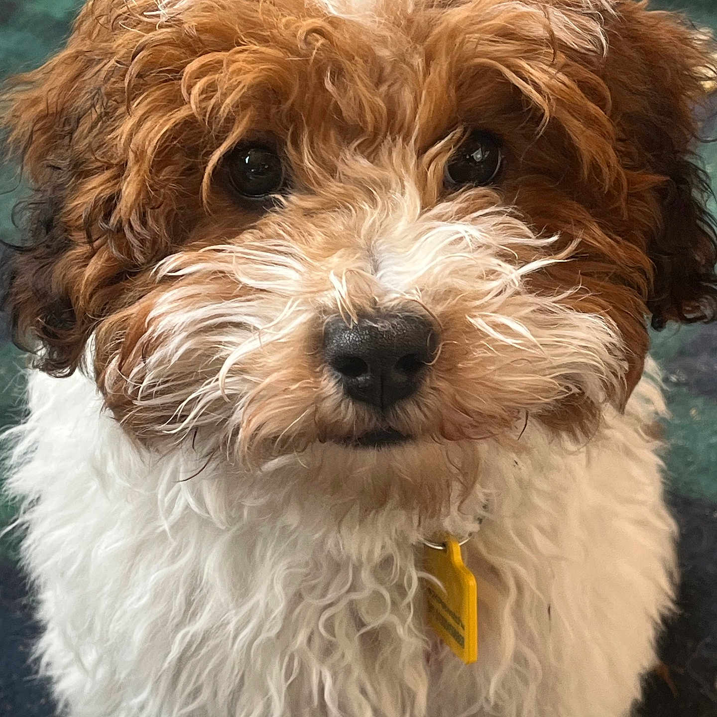 Coco