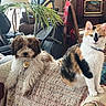 Coco is registered to the contest to win money with this photo: dog, cat, couch, indoor, living_room, plant, rocking_chair, pet, fur, calico_cat, curly_hair, cozy, home_decor, blanket, furniture, animal, domestic, relaxed, companion, portrait