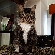 Princess joined the competition — help win amazing prizes! cat, tabby_cat, white_fur, indoor, feline, pet, animal, sitting, curious_eyes, closeup, furry, leopard_print, blanket, cushion, wooden_cabinet, glassware, decor, household, portrait, cozy