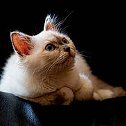 Phoebe a rejoint le concours — aidez-le/la à gagner de superbes lots ! adorable, animal, black_background, blue_eyes, cat, close_up, cute, ears, feline, fluffy, indoor, kitten, looking_up, paw, pet, portrait, soft, whiskers, white_fur, young