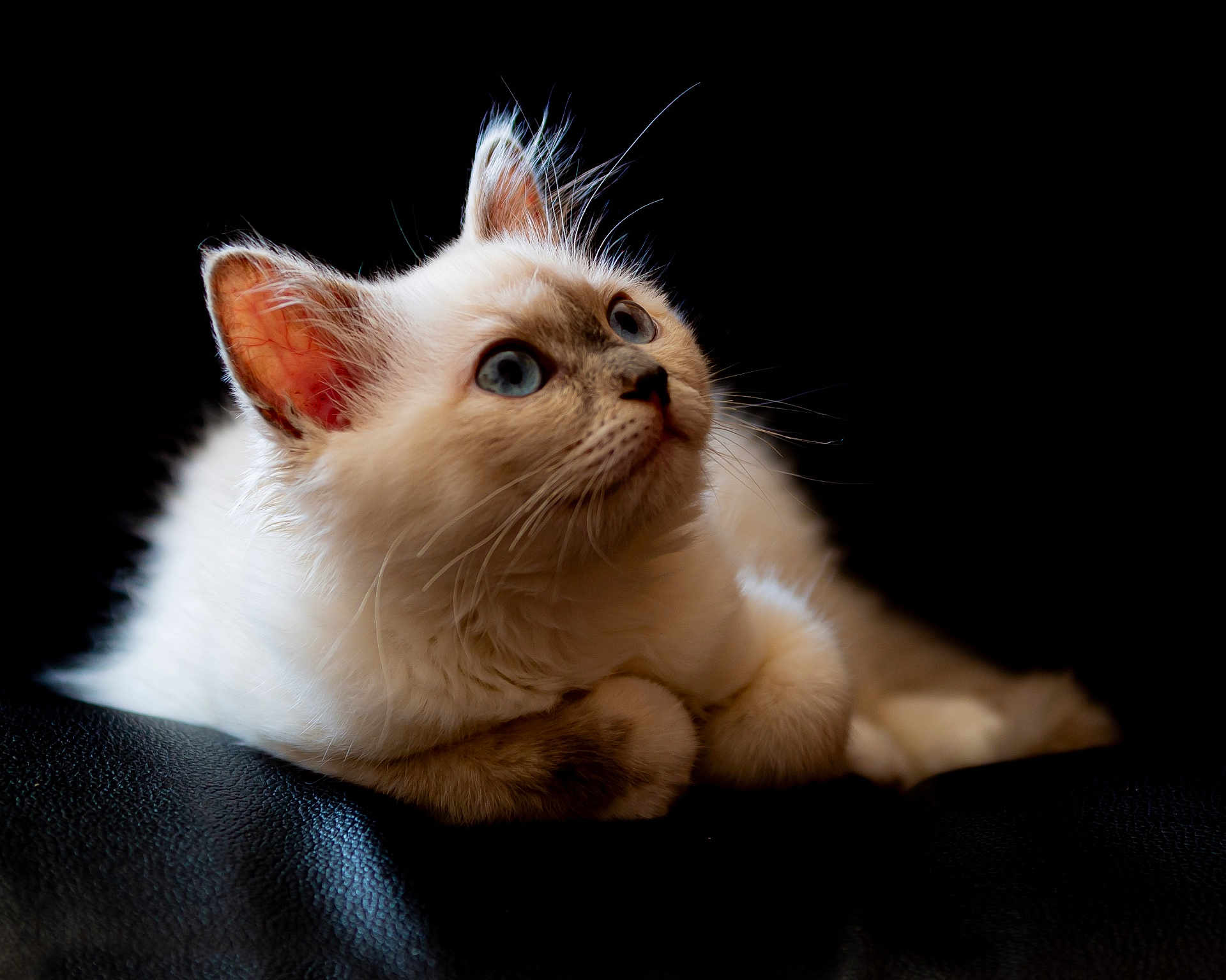 Phoebe
