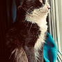 Alvin a rejoint le concours — aidez-le/la à gagner de superbes lots ! cat, tuxedo_cat, window, curtain, cushion, indoor, pet, feline, whiskers, black_and_white, side_view, natural_light, fur, animal, looking_out, soft_texture, domestic_cat, relaxed, quiet, home