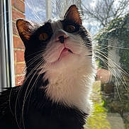 Alvin participe au concours pour gagner de l'argent avec cette photo : cat, black_and_white, whiskers, close_up, window, sunlight, outdoor, fur, pet, animal, curious, looking_up, nature, daylight, domestic_cat, face, portrait, mammal, indoor, reflection