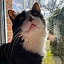 cat, black_and_white, whiskers, close_up, window, sunlight, outdoor, fur, pet, animal, curious, looking_up, nature, daylight, domestic_cat, face, portrait, mammal, indoor, reflection