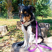 Arya a rejoint le concours — aidez-le/la à gagner de superbes lots ! dog, outdoor, tree_stump, leash, harness, grass, sunlight, trees, fence, black_and_tan, white_fur, sitting, pet, nature, canine, daylight, park, wood, playful, animal