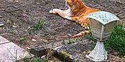 Titi participe au concours pour gagner de l'argent avec cette photo : animal, brick, calm, cat, daylight, flower_petals, fur, garden, grass, lamp_post, moss, nature, orange_cat, outdoor, patio, pet, quiet, relaxing, resting, side_view