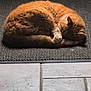 animal, cat, cozy, curled_up, cute, domestic_cat, floor, fur, indoor, mat, orange_tabby, peaceful, pet, quiet, relaxed, resting, sleeping, tabby, tile, whiskers