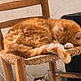 Titi participe au concours pour gagner de l'argent avec cette photo : animal, cat, chair, close_up, comfortable, cozy, domestic_animal, feline, fur, household, indoor, orange_cat, pet, quiet, relaxed, resting, sleeping, tail, wooden_chair, woven_seat