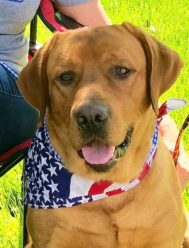 Gage is registered to the contest to win money with this photo: ancient_dog_breeds, beagador, black_mouth_cur, broholmer, canidae, carnivore, companion_dog, dog, dog_breed, fawn, hunting_dog, labrador_retriever, mammal, mountain_cur, rare_breed_dog, rhodesian_ridgeback, snout, sporting_group, tosa, vertebrate