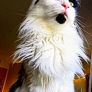 J.p. Patches is registered to the contest to win money with this photo: cat, fluffy_fur, green_eyes, pink_nose, black_and_white, indoor, pet, animal, portrait, close_up, feline, whiskers, long_hair, cute, domestic_cat, sitting, house, cozy, warm_lighting, decor
