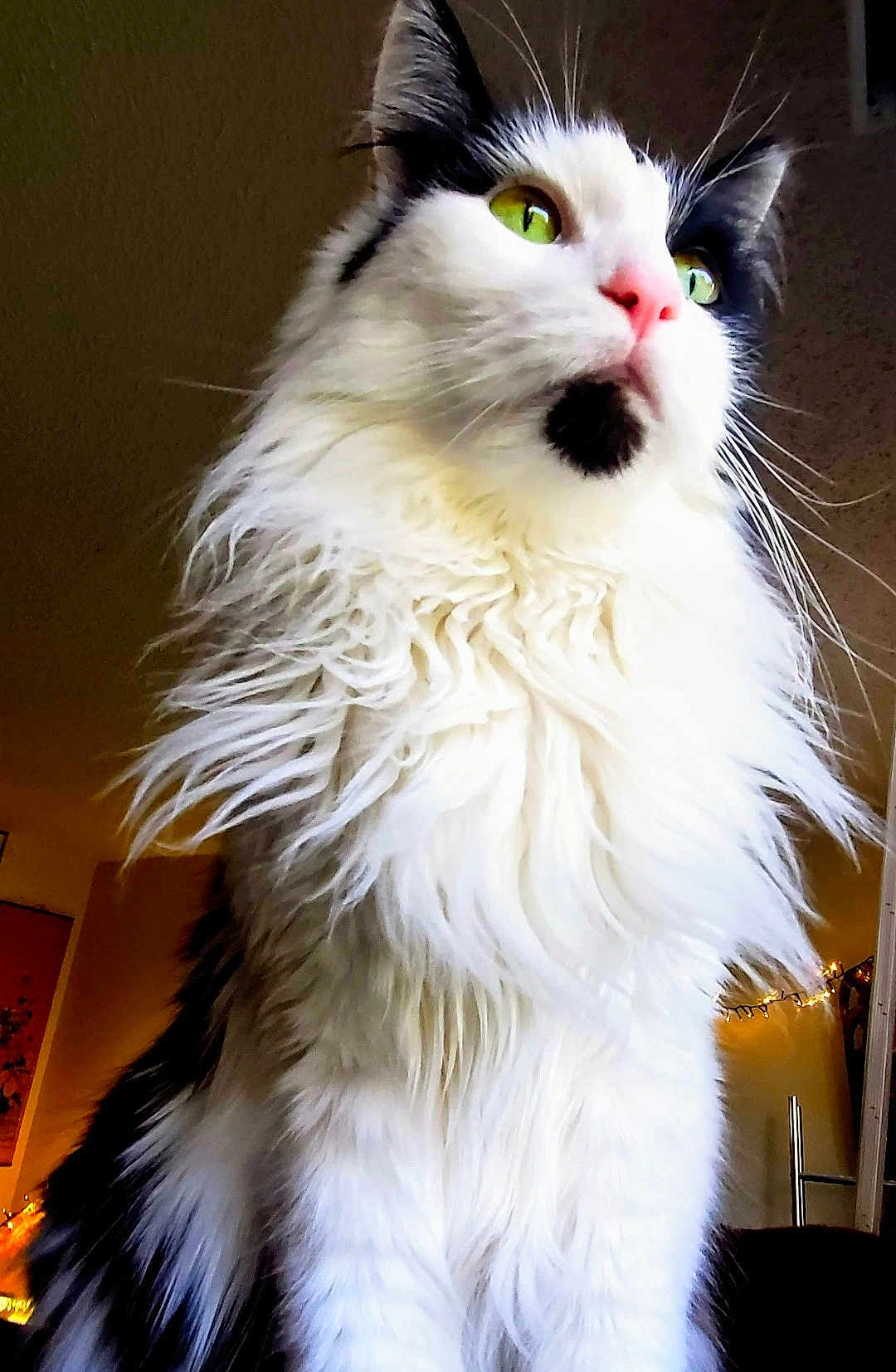 J.p. Patches is registered to the contest to win money with this photo: cat, fluffy_fur, green_eyes, pink_nose, black_and_white, indoor, pet, animal, portrait, close_up, feline, whiskers, long_hair, cute, domestic_cat, sitting, house, cozy, warm_lighting, decor