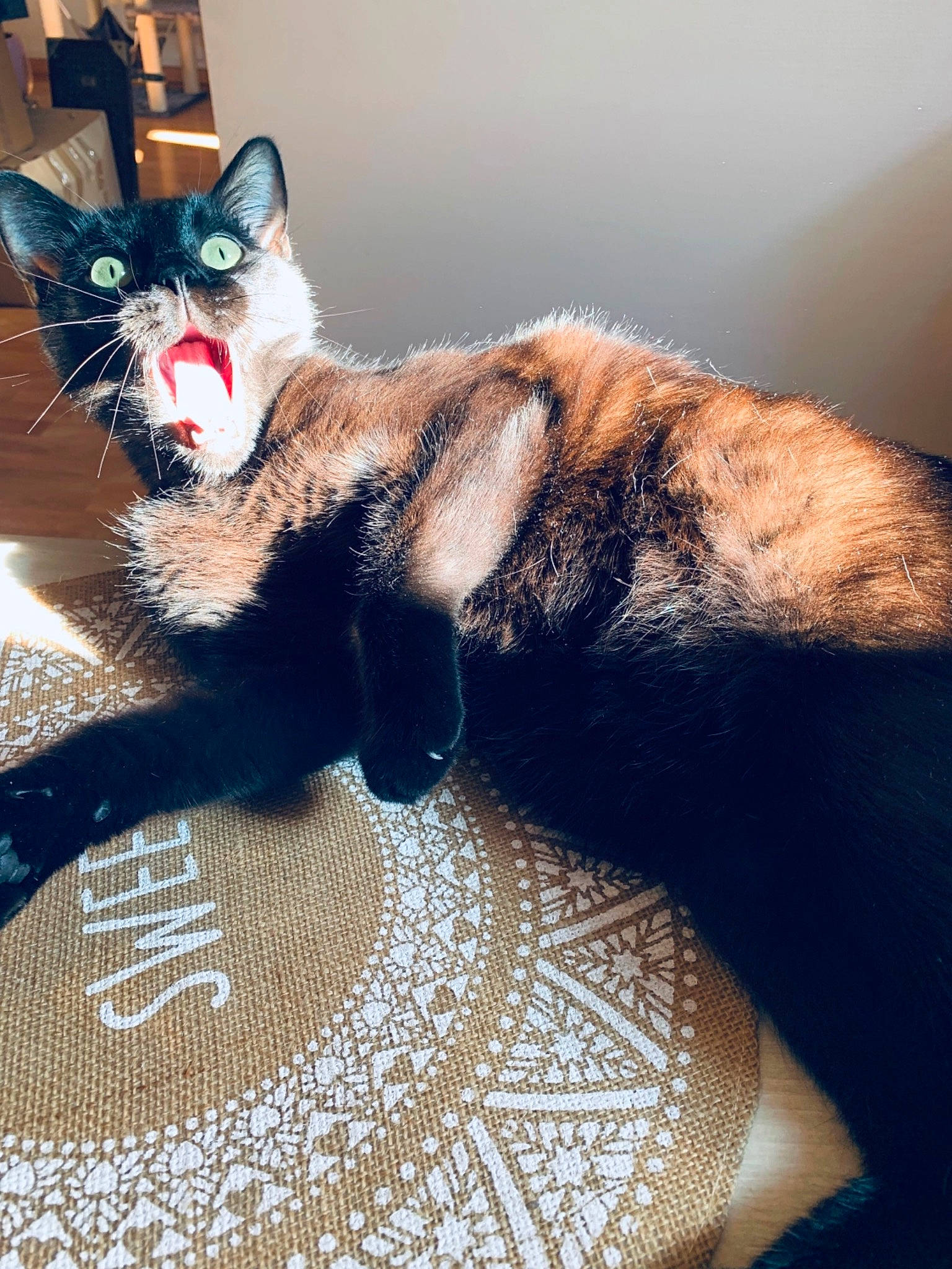 Nils a rejoint le concours — aidez-le/la à gagner de superbes lots ! asian, black_cat, carnivore, cat, claw, domestic_short_haired_cat, ear, felidae, fur, kitten, ojos_azules, paw, small_to_medium_sized_cats, tail, whiskers