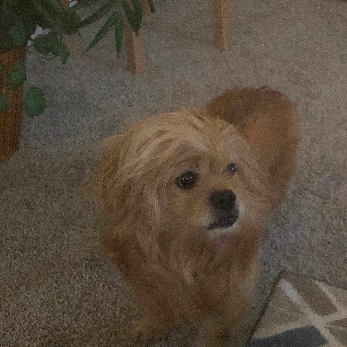 Kingsley joined the competition — help win amazing prizes! dog, carpet, indoor, plant, furniture, wooden_leg, home, pet, canine, fluffy, brown, curious, animal, domestic, cozy, floor, living_room, cute, companion, portrait